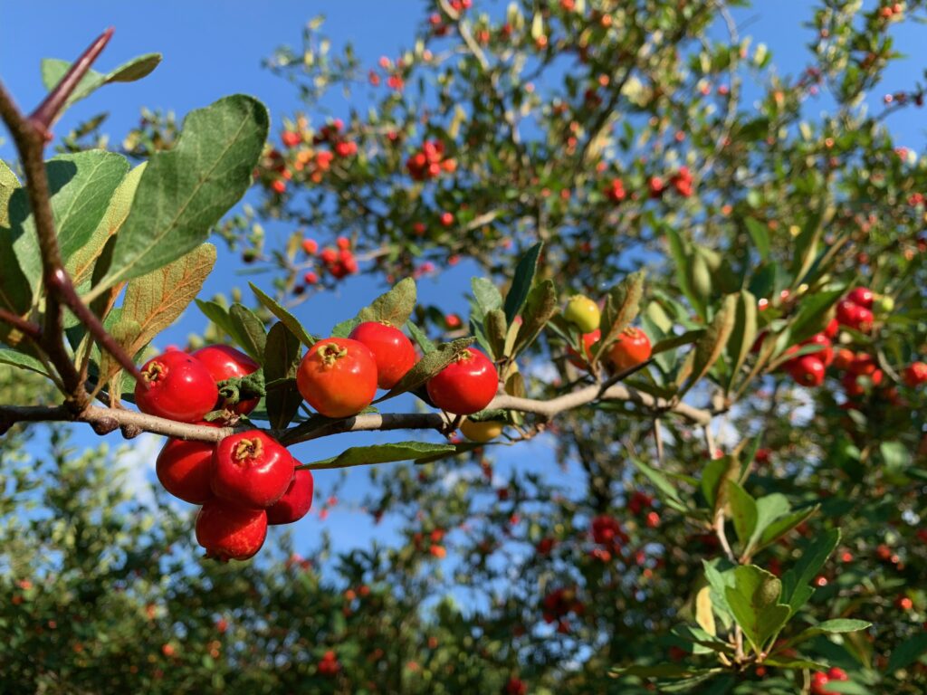 Mayhaw Fruit in tree with green leaves against blue sky